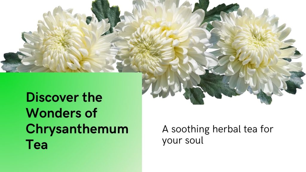 CHRYSANTHEMUM TEA – Herbhearts